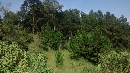 Sítio à venda Terra Preta - IMG_20160203_104825780.jpg