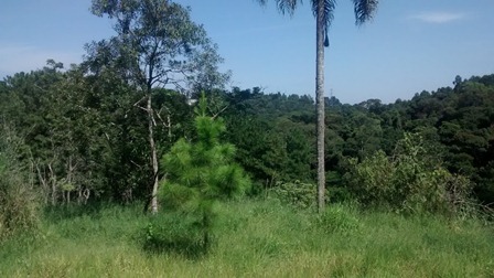 Sítio à venda Terra Preta - IMG_20160203_105003996.jpg