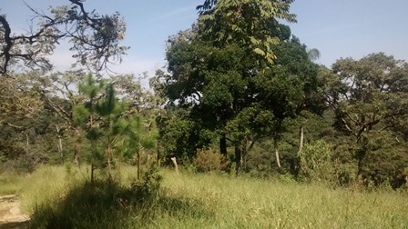 Sítio à venda Terra Preta - IMG_20160203_105142409.jpg