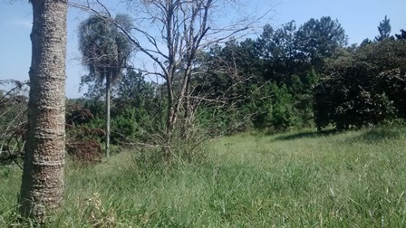 Sítio à venda Terra Preta - IMG_20160203_105252959.jpg