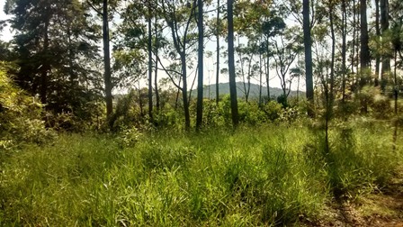 Sítio à venda Terra Preta - IMG_20160203_105352998_HDR.jpg
