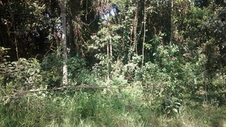 Sítio à venda Terra Preta - IMG_20160203_105454438.jpg